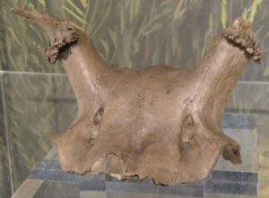 Une coiffe en crâne de cerf retrouvée à Star Carr. Yorkshire Museum. Credits : Jonathan Cardy, CC by SA 3.0.