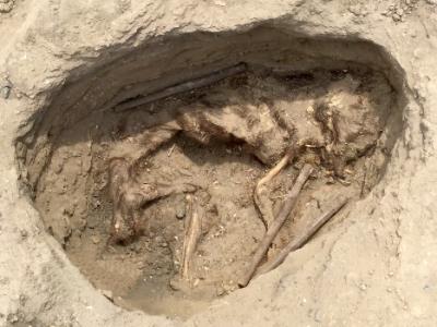 pachacamac-offrande-animaux-perour