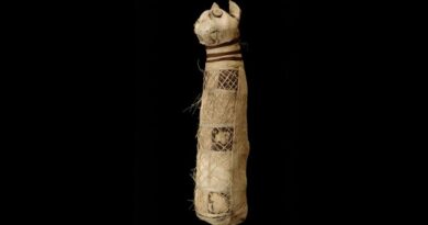 Momie de chat, musée de Rennes