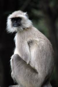 singe-langur-gris-akrotiri-minoens