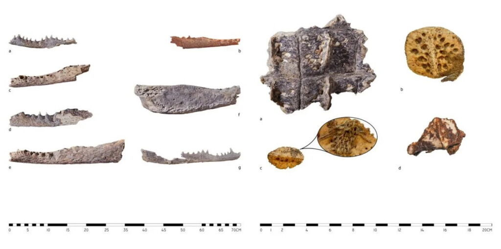 Restes de crocodiles dans d'anciennes tombes égyptiennes.