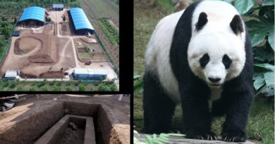Collage site archéologique de la tombe de Wendi et panda géant