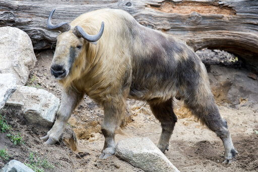 Un takin du Tibet