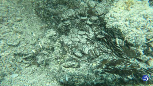 Archéologie sous-marine, des milliers de pièces romaines trouvées près des côtes sardes