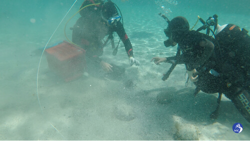 Archéologie sous-marine, des milliers de pièces romaines trouvées près des côtes sardes