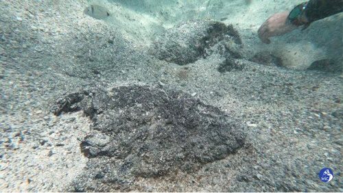Archéologie sous-marine, des milliers de pièces romaines trouvées près des côtes sardes