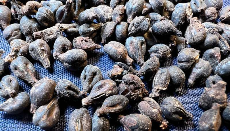 Pépins de raisin retrouvé dans les jarres de vin de la reine Meret-Neith à Abydos