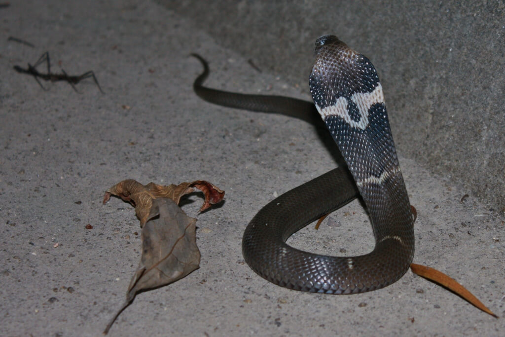 Cobra de Chine présent sur le continent et à Taïwan