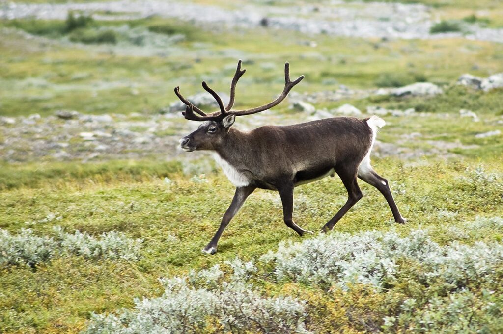 Photo d'un rêne, rangifer tarandus, une des sources de nourriture des chasseurs cueilleurs de la mer Baltique