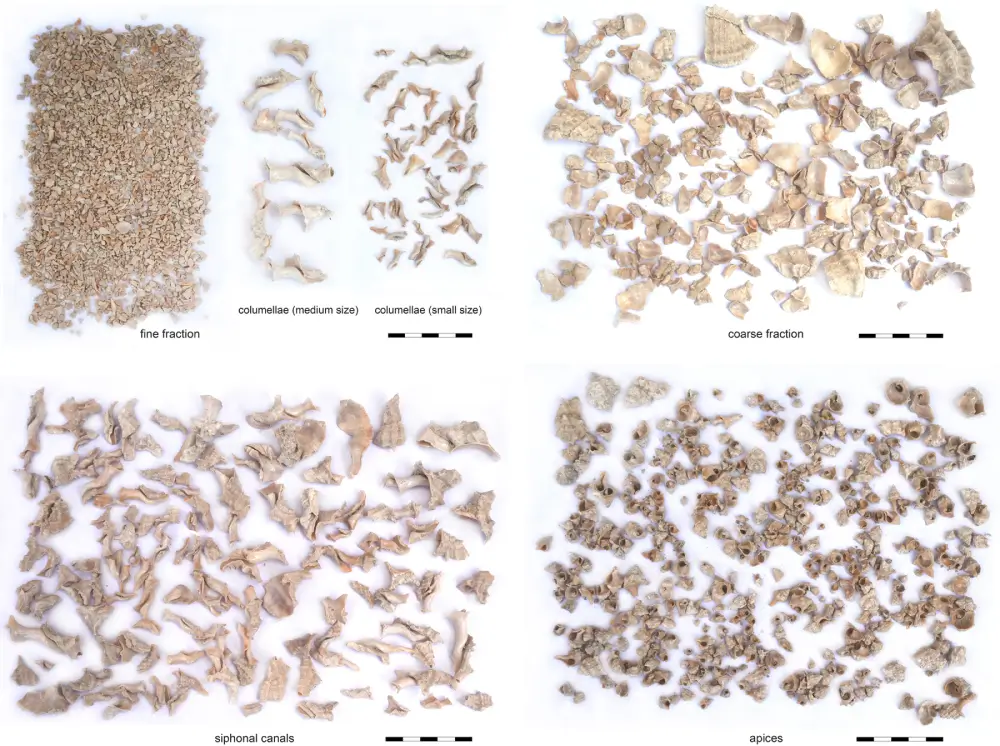 Atelier de teinture de pourpre de l'âge du bronze découvert à Egine, coquilles retrouvées sur le site