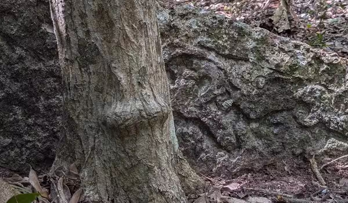 Stèle maya renversée à Minanbé, une cité maya qui sort de la jungle de Calakmul